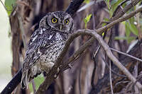 Petit-duc de Koepcke