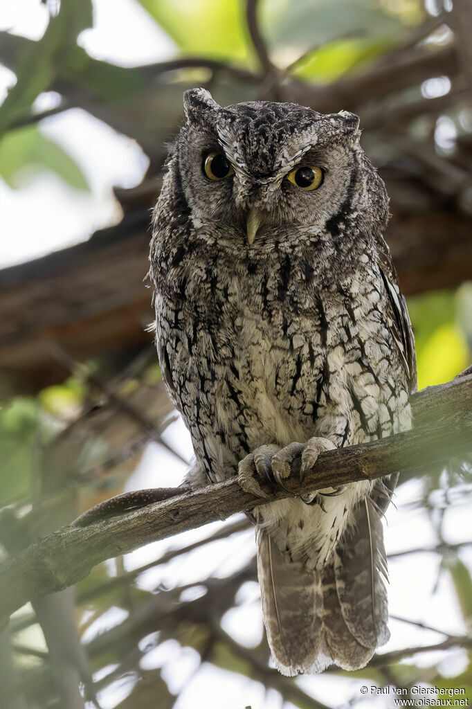 Petit-duc de Koepcke