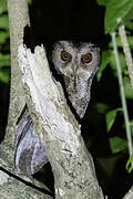 Philippine Scops Owl