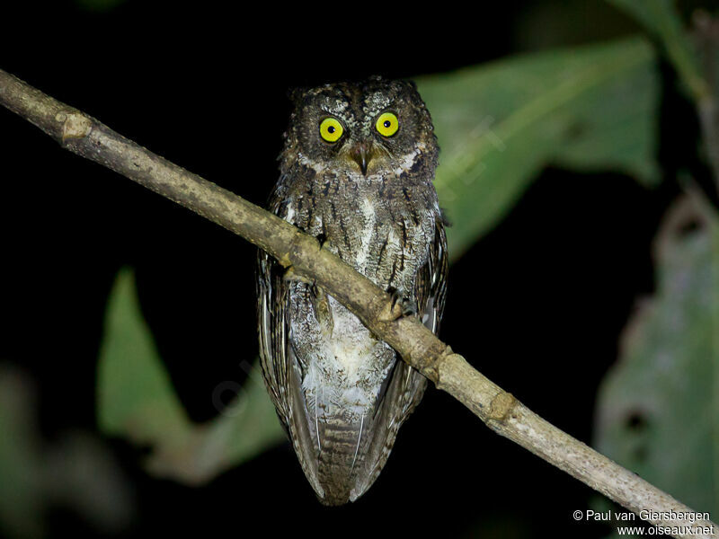 Sulawesi Scops Owl