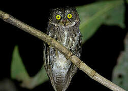 Sulawesi Scops Owl