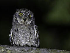 Mantanani Scops Owl