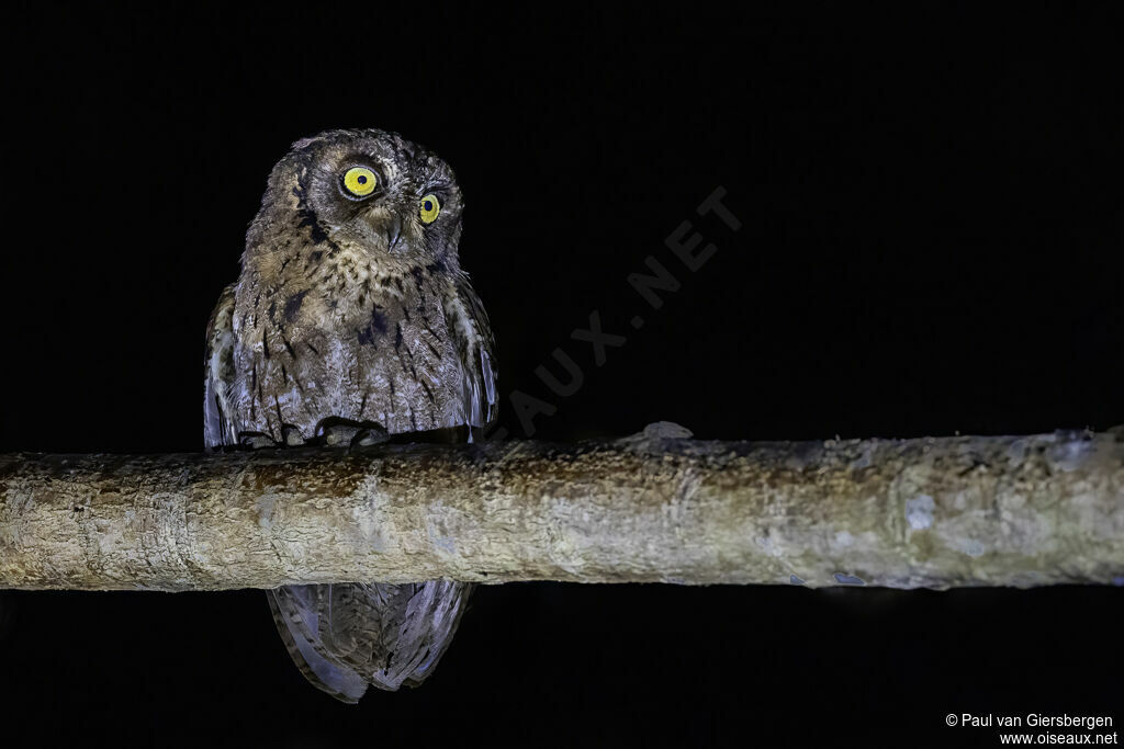 Mantanani Scops Owladult