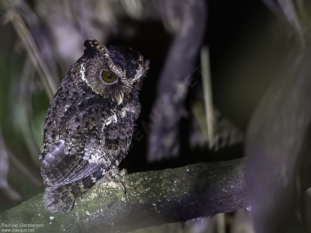 Palawan Scops Owladult