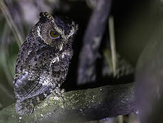 Palawan Scops Owl