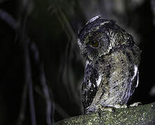 Palawan Scops Owl