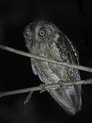 Pemba Scops Owl