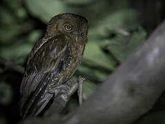 Pemba Scops Owl