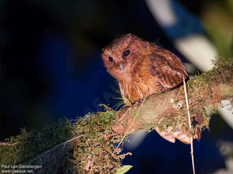 Cinnamon Screech Owl, identification