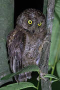 Principe Scops Owl