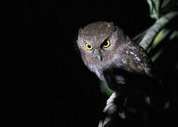 Foothill Screech Owl