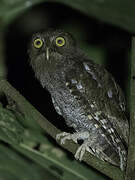 Foothill Screech Owl