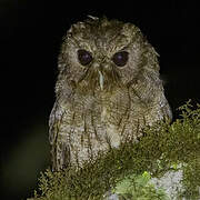 Rufescent Screech Owl