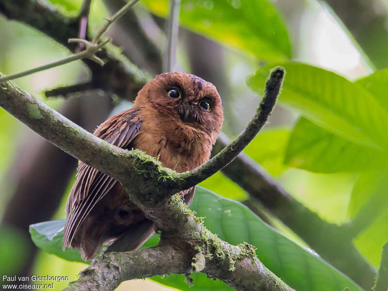 Sao Tome Scops Owladult