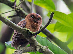 Sao Tome Scops Owl