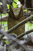 Serendib Scops Owl