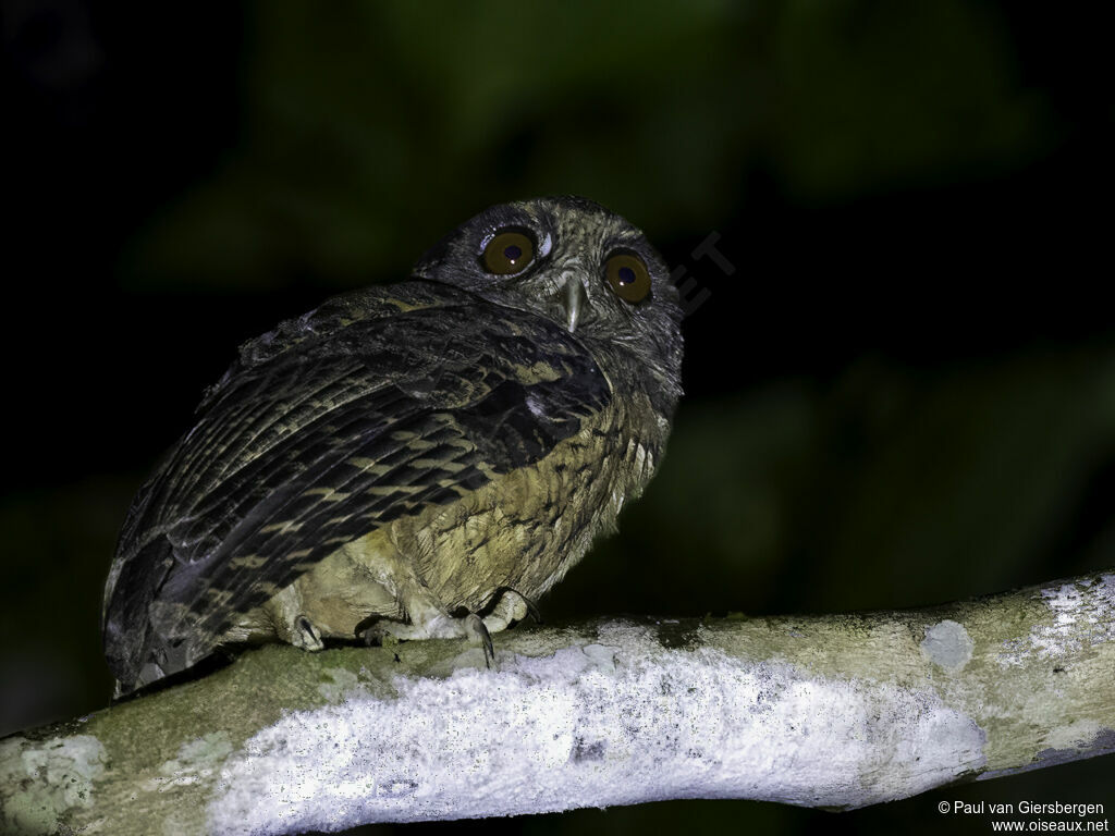 Tawny-bellied Screech Owladult