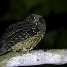 Petit-duc de Watson