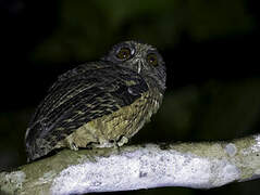 Tawny-bellied Screech Owl