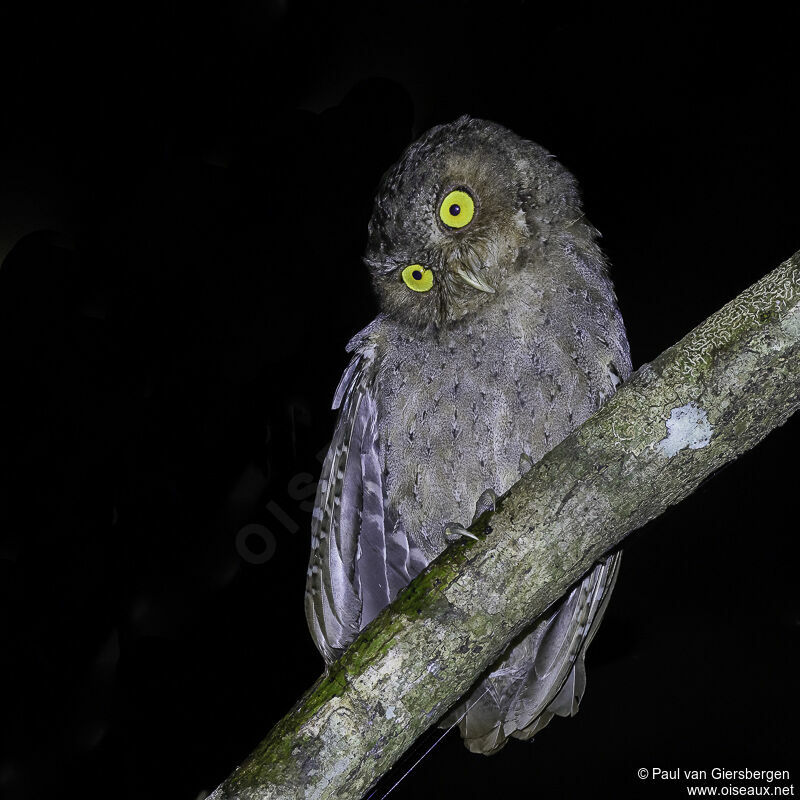 Andaman Scops Owladult