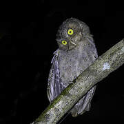 Andaman Scops Owl