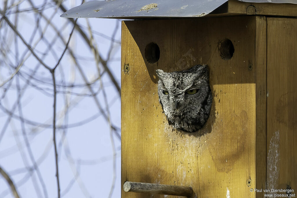 Western Screech Owladult