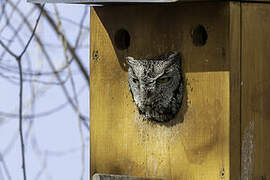 Western Screech Owl