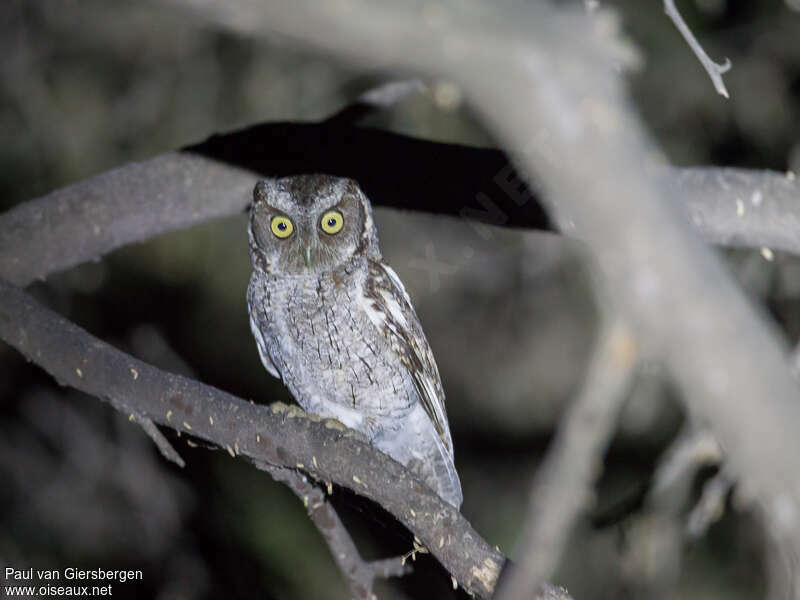 West Peruvian Screech Owladult, identification