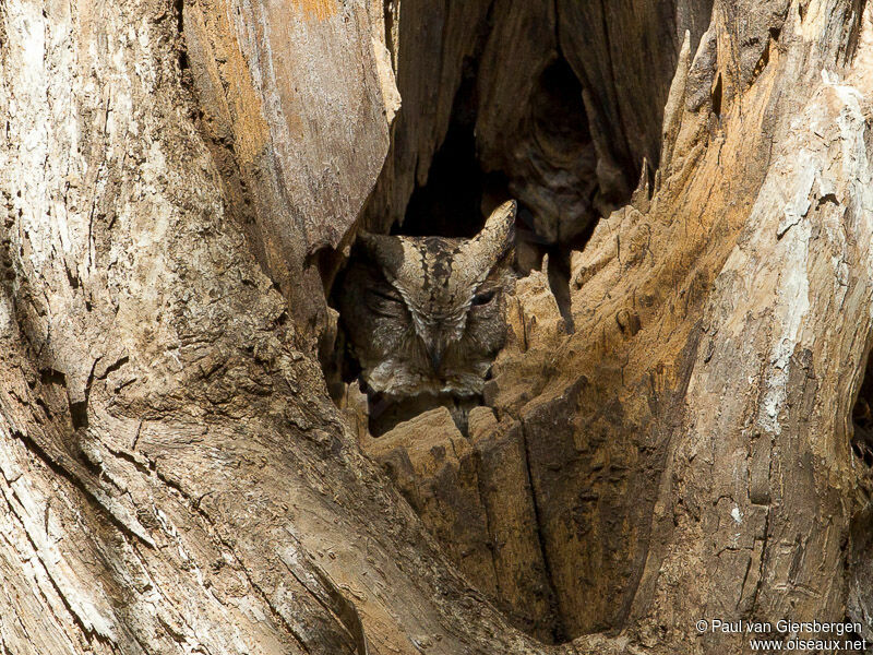 Indian Scops Owl