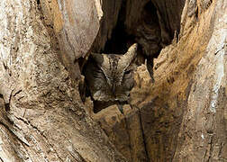 Indian Scops Owl