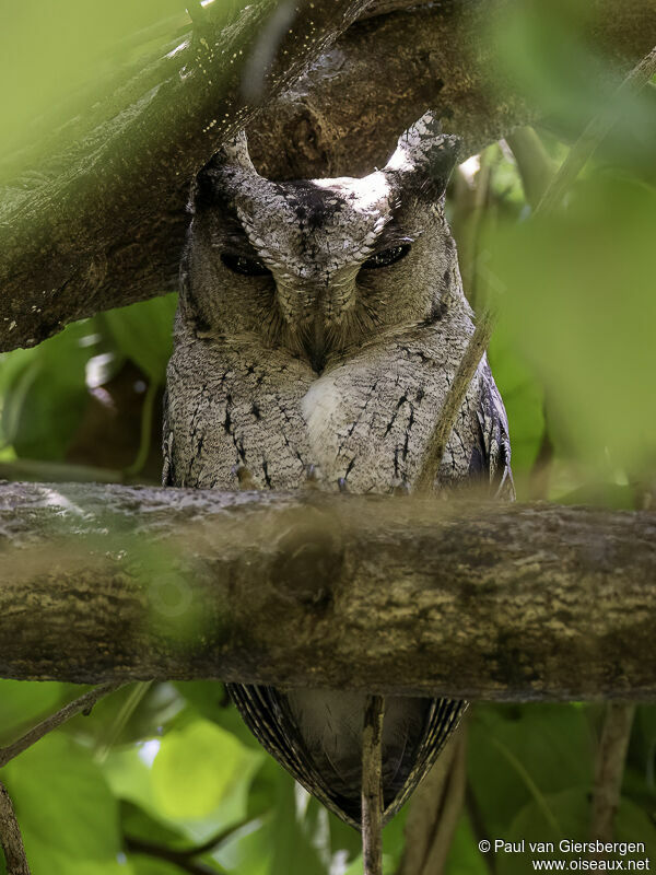 Indian Scops Owladult