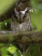 Indian Scops Owl