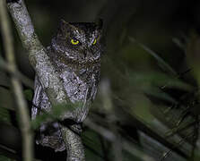 Luzon Scops Owl