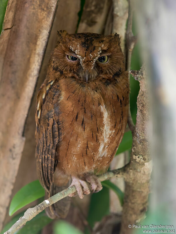 Rainforest Scops Owl - Otus rutilus adult - pava295537