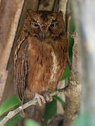 Rainforest Scops Owl