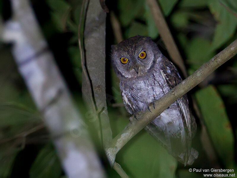 Moluccan Scops Owl