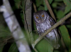 Moluccan Scops Owl