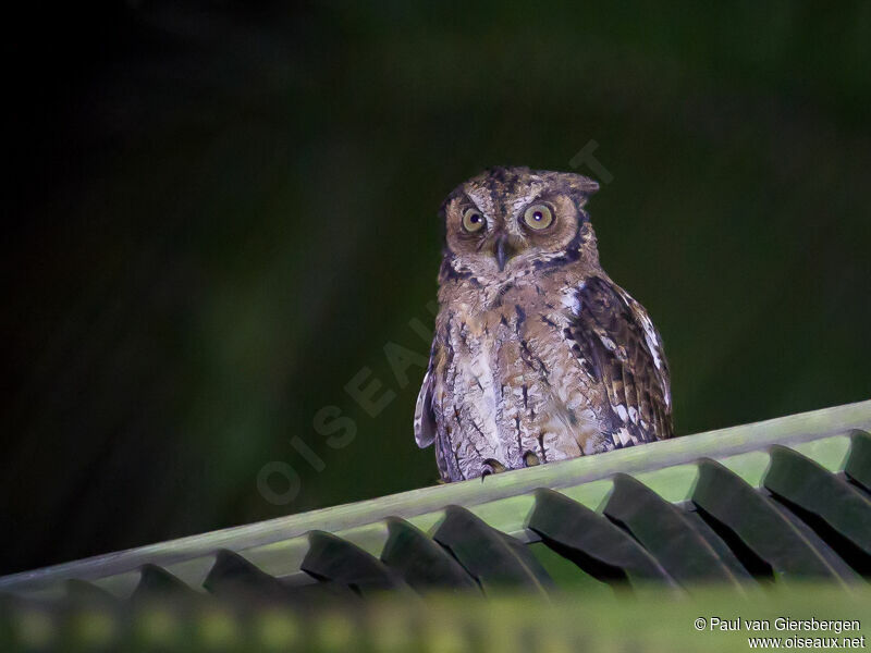 Moluccan Scops Owl