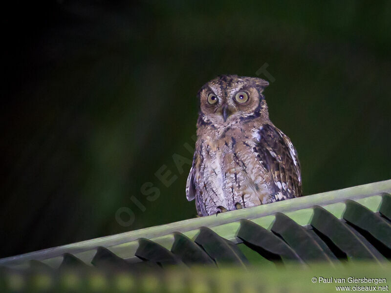 Moluccan Scops Owl