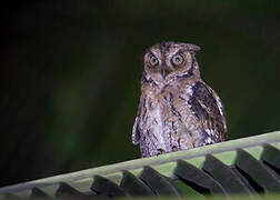 Moluccan Scops Owl