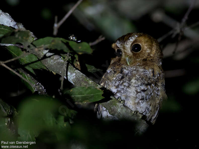 Petit-duc nain, identification