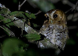 Flammulated Owl