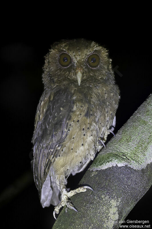 Reddish Scops Owladult