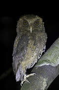 Reddish Scops Owl