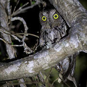 Torotoroka Scops Owl