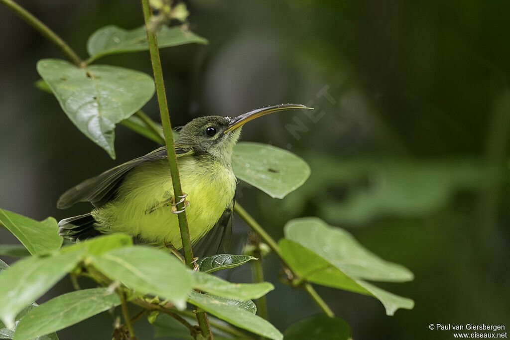 Little Spiderhunterjuvenile