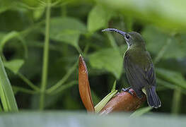 Little Spiderhunter