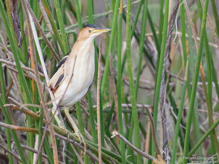 Least Bittern male adult