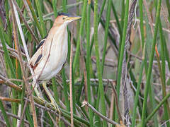 Least Bittern