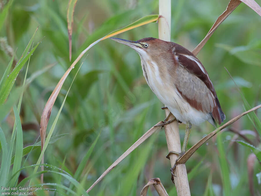 Least Bittern female adult, identification